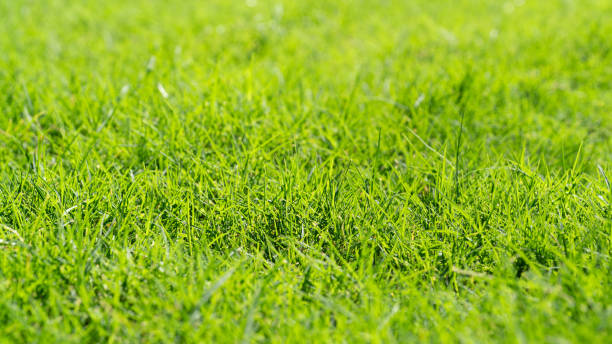 istock Close up of Palm leaf. Green palm tree leaf close up background. 2157418685