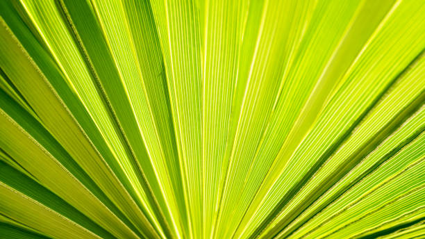 istock Close up of Palm leaf. Green palm tree leaf close up background. 2157418747