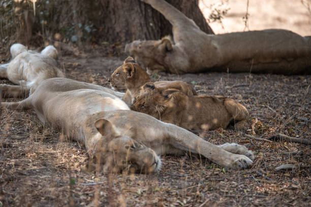 istock relaxing lion family 2157419707
