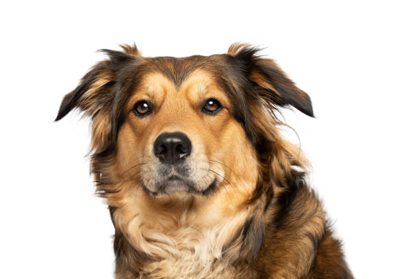 istock Brown cute funny dog on white background 2157419814