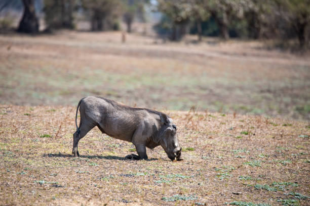 istock warthog in the national park 2157419885