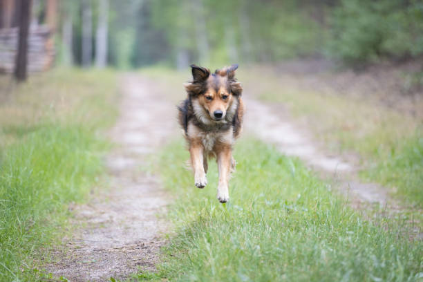 Brown cute happy dog jumping on forest road. Golden retriever Mixed-Breed Dog. This file is cleaned and retouched.