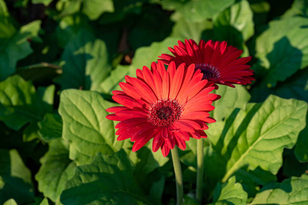 Several colourful gerberas as bouquet