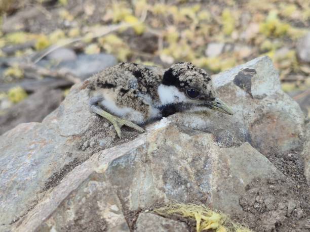 istock Baby bird of red wattled lapwing 2157421080