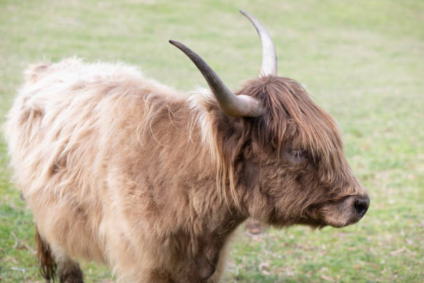 Highland cattle in a field in Virginia's Countryside