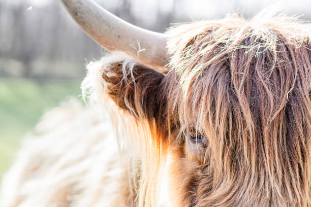 Portrait of a Scottish Highland cattle. The Scottish Highlanders are used in the nature conservation of the Veluwe to ensure that heather areas do not grow densely. The Highlander grazes undisturbed during a rain shower.