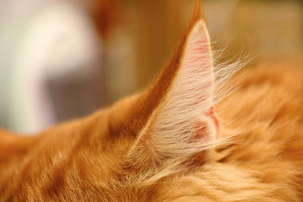 istock A close-up shot of a ginger cat ear. 2157421989