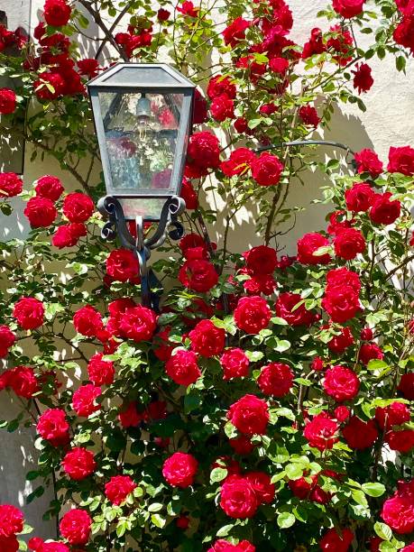 Germany - Salem - beautiful roses and lantern