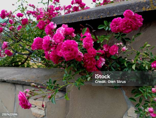 Whitestone Fence Roses A Bush Of Bright Red Small Roses Grows On A Fence Lined With Stone ...