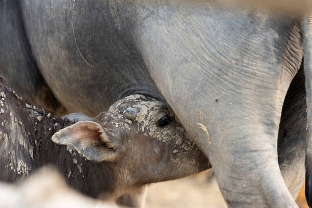 Tender moment as a water buffalo calf suckles from its mother