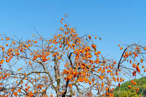 Persimmon trees in autumn, a sunny day in the Mediterranean field.