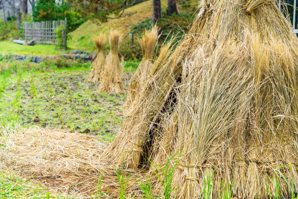 Rice Paddy in china