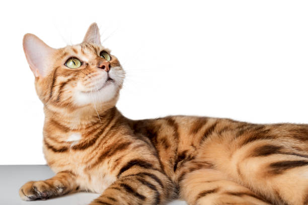 Funny cheerful cat looks up.
