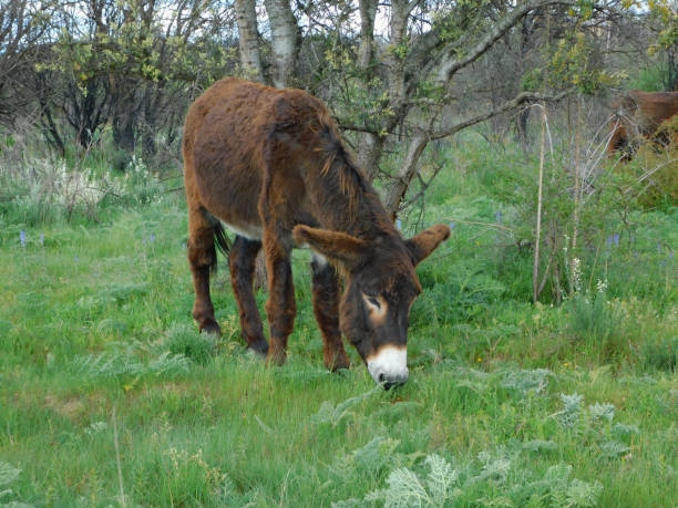 istock donkey in a rural landscapes 2157426739