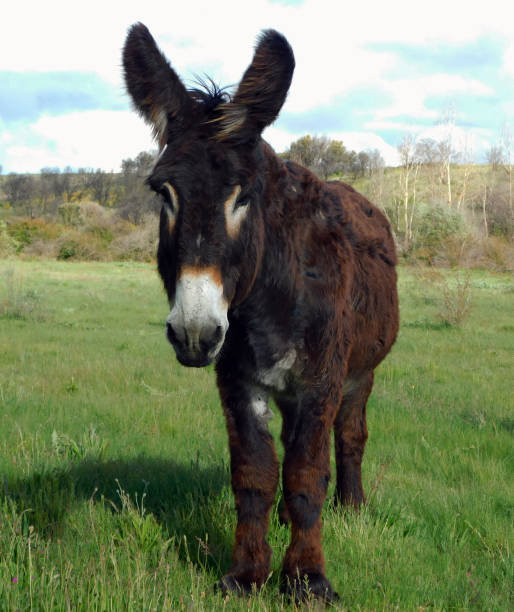 istock donkey in a rural landscapes 2157426770