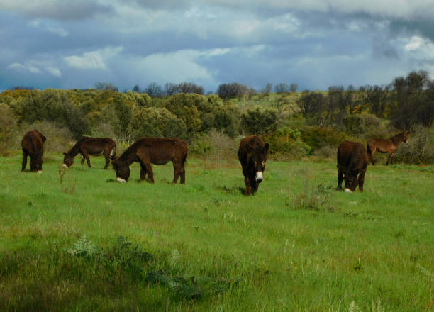 donkey in a rural landscapes