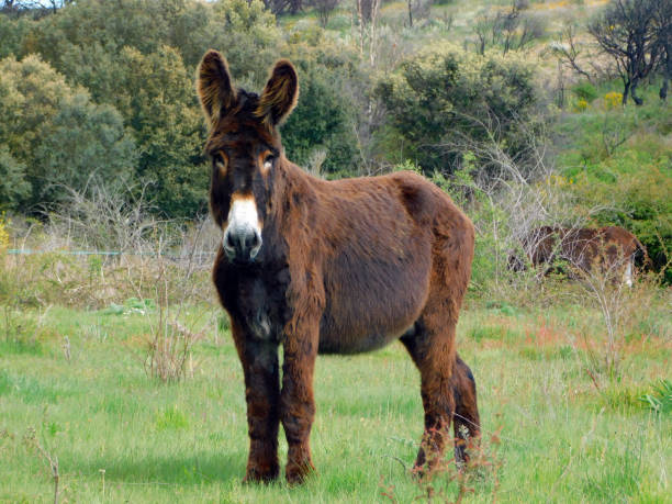 istock donkey in a rural landscapes 2157426894