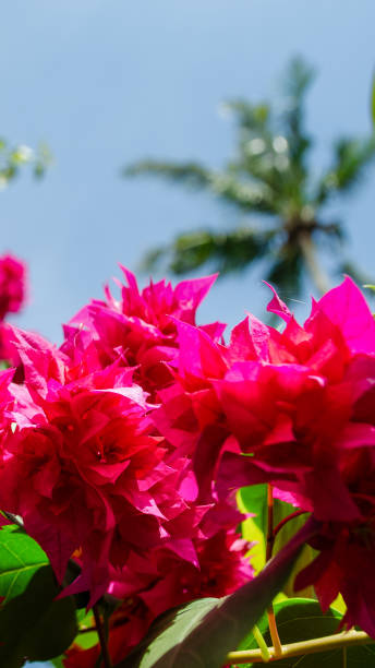 istock Pink bougainvillea 2157427054