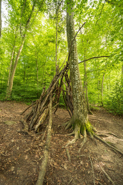 istock A hut or basic shelter made out of tree branches or sticks in a forest. Sunny summer day, no people 2157427599