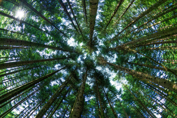 istock Tall forest pine trees canopy or crowns, low, wide-angle view. Sunny summer day, no people 2157427616
