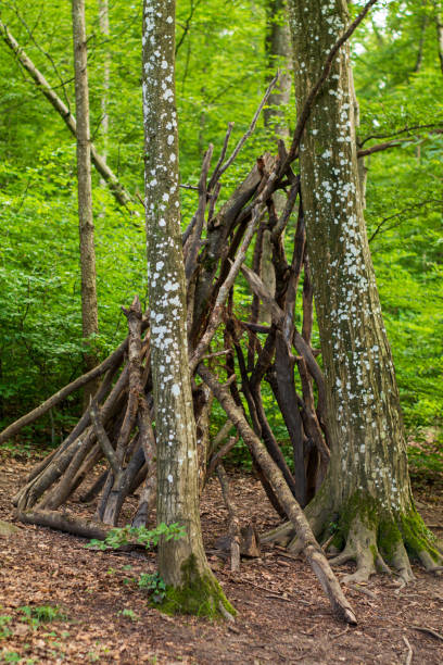 istock A hut or basic shelter made out of tree branches or sticks in a forest. Sunny summer day, no people 2157427628