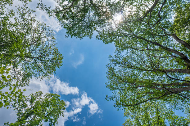 istock Green forest tree tops canopy, ultra-wide, low-angle view. Sunny summer day, white clouds, no people 2157427872