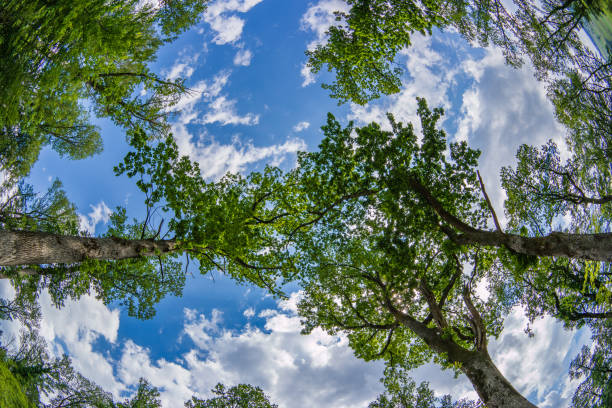 Green forest tree tops canopy, ultra-wide, low-angle view. Sunny summer day, white clouds, no people.