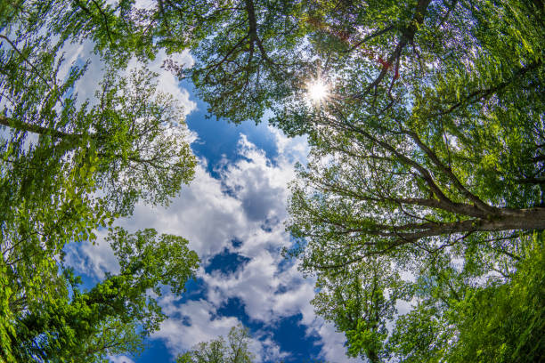 Green forest tree tops canopy, ultra-wide, low-angle view. Sunny summer day, white clouds, no people.