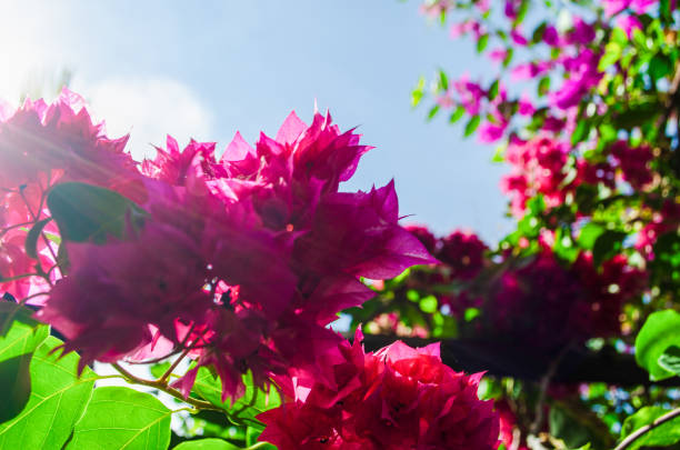 Tropican bougainvillea flowers. Foliage pink bougainvillea flowers at cottage in Bali, Indonesia. A beautiful flower for summer session. With a blast from sunlight makes the picture glow and shine. Landscape mode.