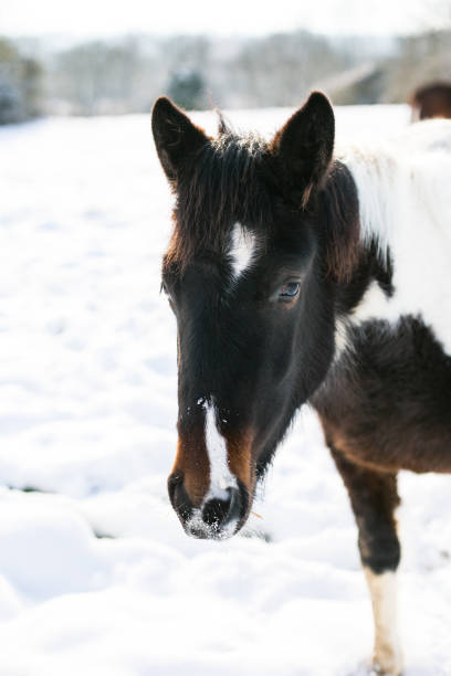 Horse chasing Exercise of a herd of farm horses in winter in Otofuke, Hokkaido