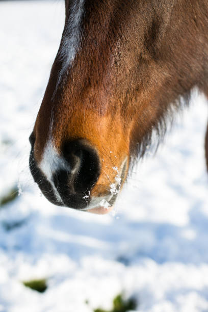 istock Horses in a snowy paddock in Surrey after a winter blizzard 2157430388