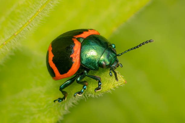 istock Small Swamp Milkweed Leaf Beetle resting on a leaf with bluured background 2157431228