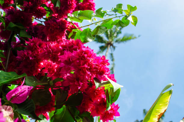istock Bougainvillea flowers 2157431847