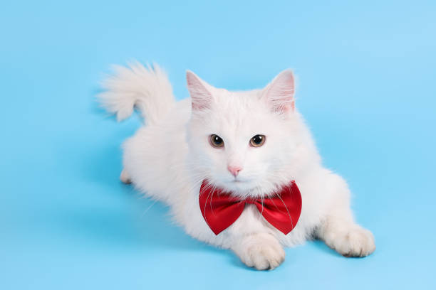 istock White fluffy kitty with red bow tie around his neck, on blue background 2157431926