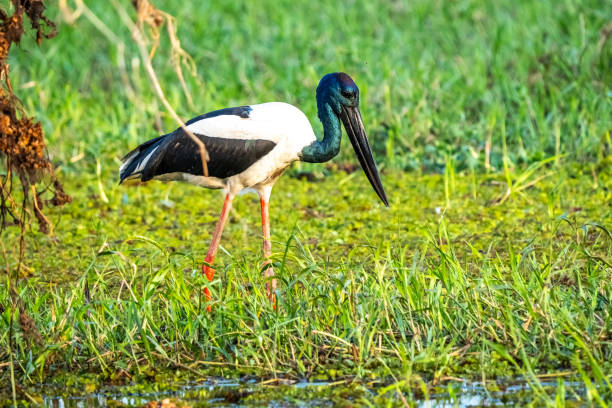 istock Black-necked stork, Northern Territory, Australia 2157433161
