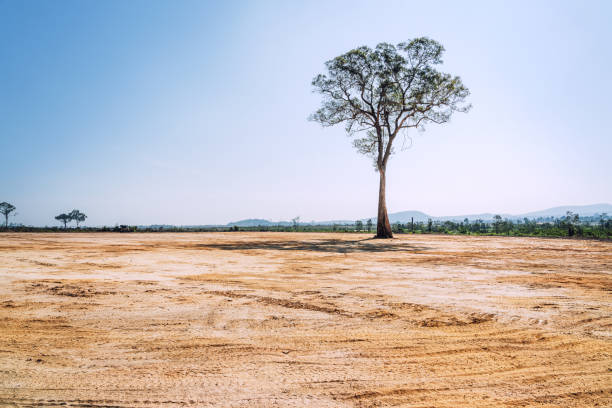 A solitary tree stands in a vast, barren landscape on Koh Rong island in Cambodia. Clear skies and distant hills in the background.