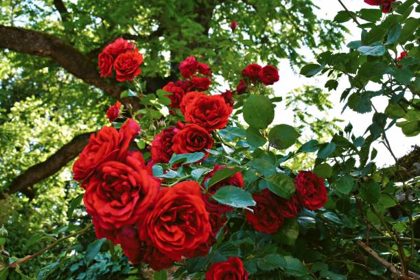Climbing Red Roses Vining Into an Old Oak Tree