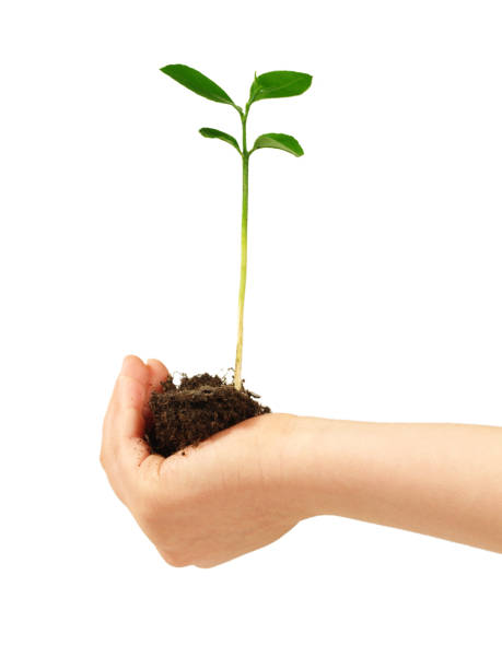 istock Children Hand with a  young Plant - White Background 2157433862
