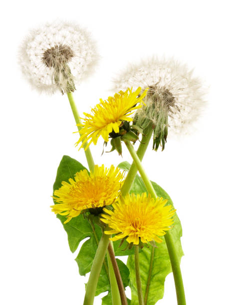 istock Dandelion Flower on white Background - Isolated 2157433953