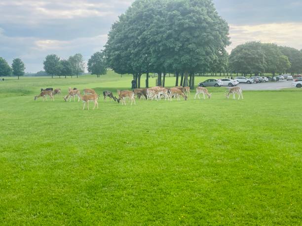istock A group of deers at the car park 2157434822