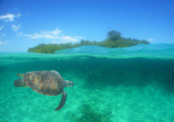 istock a sea turtle on a reef  in the caribbean 2157434837