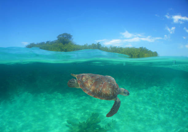istock a sea turtle on a reef  in the caribbean 2157434869