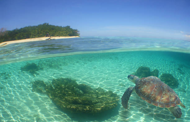 istock a sea turtle on a reef  in the caribbean 2157434870