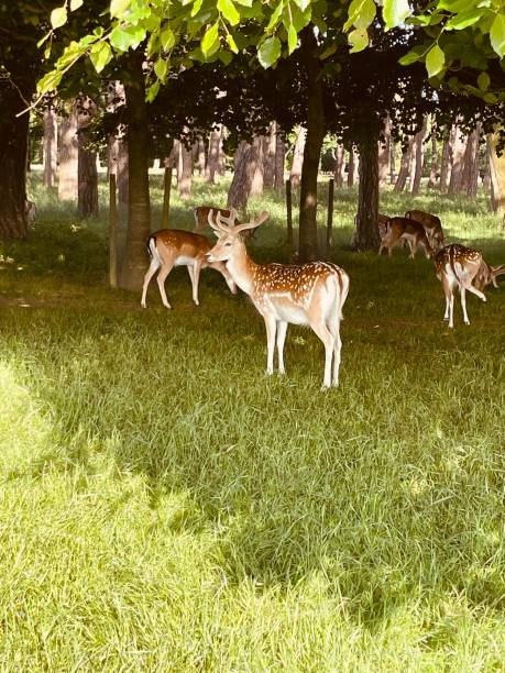 istock The fallow deers are always on alert 2157434920