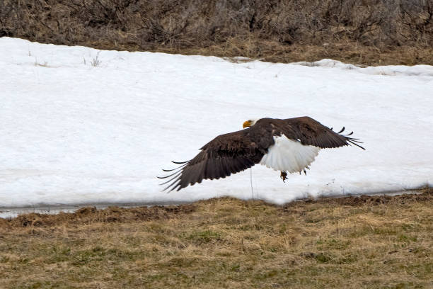 istock Bald Eagle taking off from grass in Yellowstone's Hayden Valley 2157435164