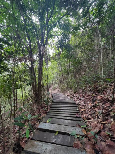 istock path through bridge, forest trees, green wood nature 2157436568