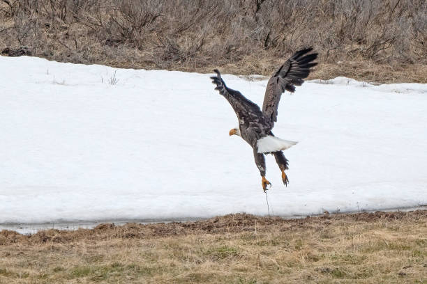 istock Bald Eagle taking off from grass in Yellowstone's Hayden Valley 2157436996