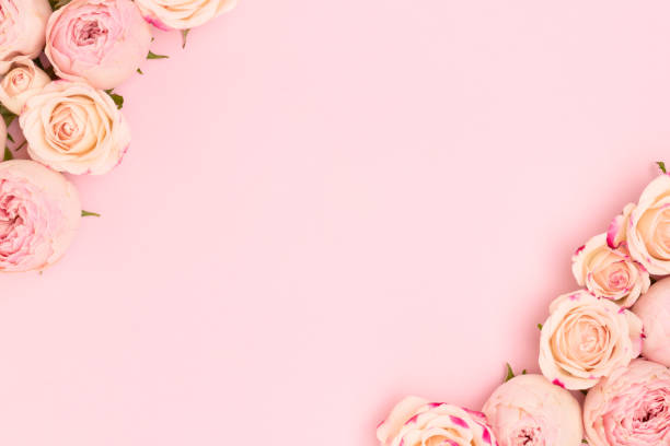 istock Border frame made of rose flowers on a pink background. 2157437086