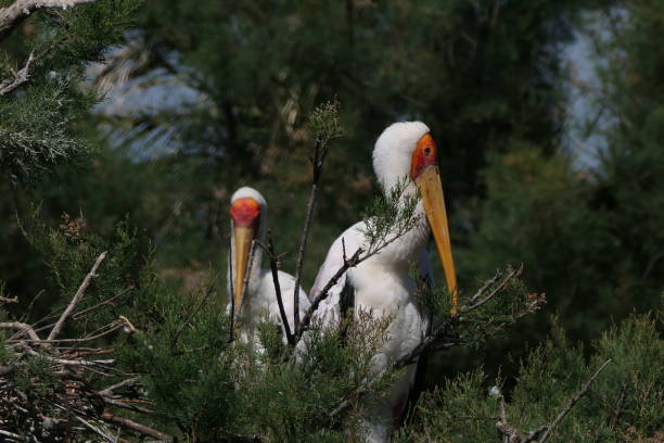 istock Tantalum ibis, Mycteria ibis 2157437311