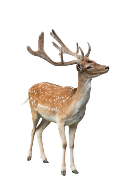 istock male european fallow deer isolated on white background 2157437927